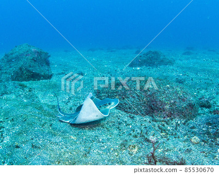 Underwater photography (stingrays) 85530670
