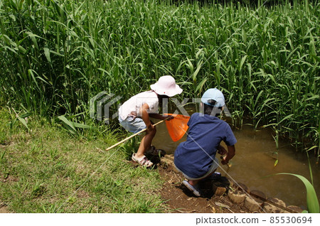 Collecting fish with a tamo net Collecting fish with a tamo net 85530694