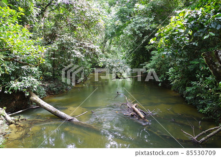 姆魯山國家公園，馬來西亞婆羅洲島的世界遺產 85530709