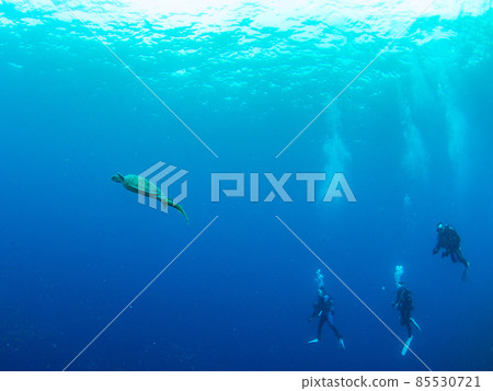 水下照片 85530721