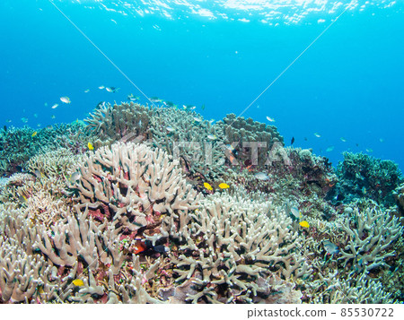 Underwater photograph 85530722