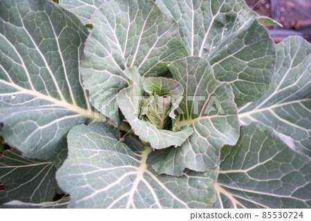 Growth scenery of cabbage 85530724