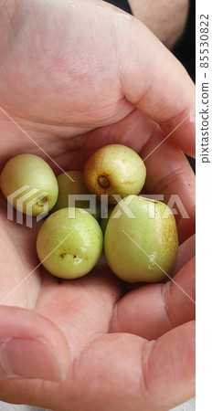 Natsume, jujube 85530822