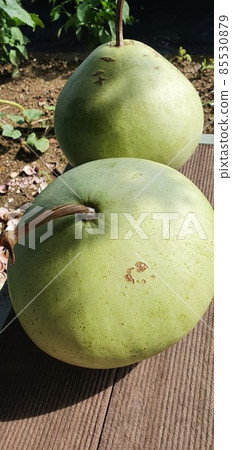 Cucurbitaceae 85530879