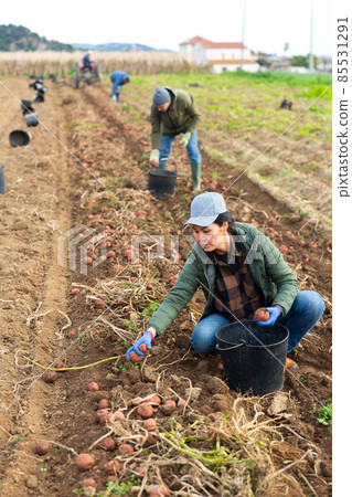 Asian woman farmer harvesting potato 85531291