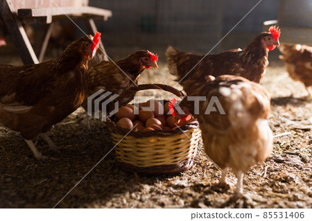 Laying hens next to basket full of fresh eggs in chicken coop 85531406