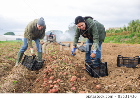 Man and woman harvesting potatoes on plantation Man and woman harvesting potatoes on plantation 85531436