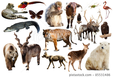asia animals isolated 85531486