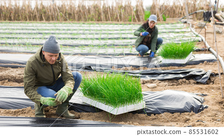 Male gardener planting seedlings of garlic at a farm Male gardener planting seedlings of garlic at a farm 85531602