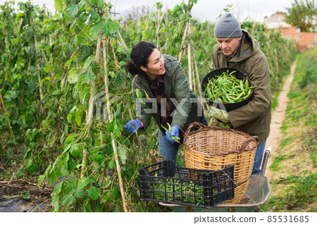 Man and woman harvesting kidney beans on plantation 85531685