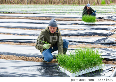Man farmer planting green onions in garden Man farmer planting green onions in garden 85531689
