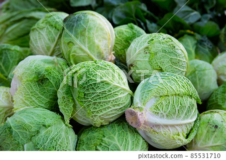Cabbage heads. Closeup view of organic leafy vegetables Cabbage heads. Closeup view of organic leafy vegetables 85531710
