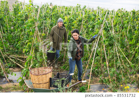 Couple of farmers harvesting beans at a farm 85531732