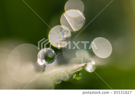 草葉上閃閃發光的晨露 草葉上閃閃發光的晨露 85531827