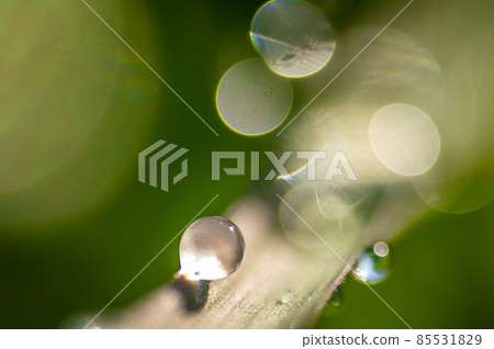 Glittering ring of light and morning dew on the leaves of the grass Glittering ring of light and morning dew on the leaves of the grass 85531829