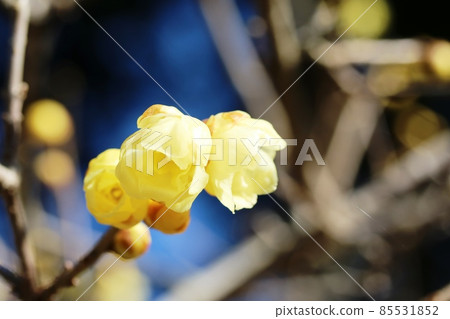Mangetsurobai(滿月日本五香粉)開始開花 Mangetsurobai(滿月日本五香粉)開始開花 85531852