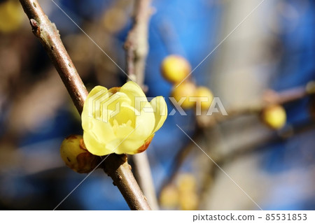 羅比(梅花)開始開花 羅比(梅花)開始開花 85531853
