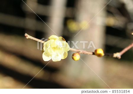 雄性時期的五香粉(Japanese allspice)的花 雄性時期的五香粉(Japanese allspice)的花 85531854