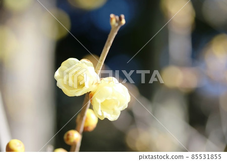五香粉（Japanese allspice）花雄性初期 85531855