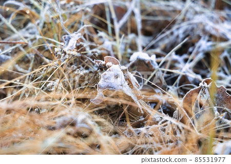 Cold frost on dead leaves in the early morning 85531977