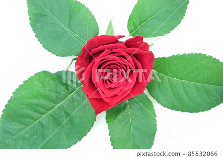 Rose red red rose flower flower red rose red flower 85532066