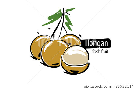 Drawn vector longan on a white background Drawn vector longan on a white background 85532114