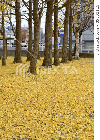 Park where ginkgo spreads Park where ginkgo spreads 85532115