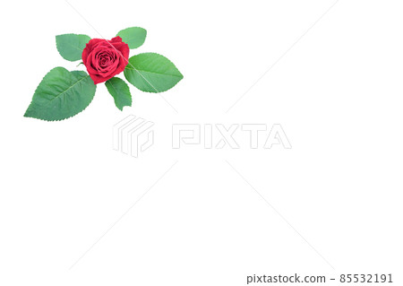 玫瑰紅 紅玫瑰花 花 紅玫瑰 紅花 85532191