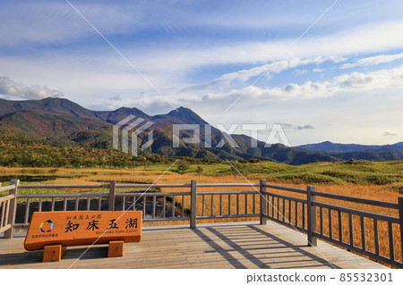 Shiretoko五湖高的樹道路在秋天 85532301