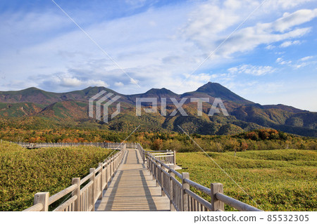Shiretoko五湖高的樹道路在秋天 Shiretoko五湖高的樹道路在秋天 85532305