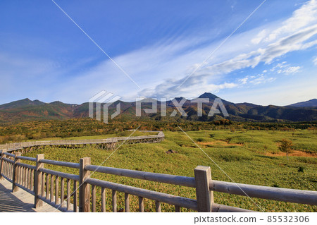 Shiretoko五湖高的樹道路在秋天 85532306