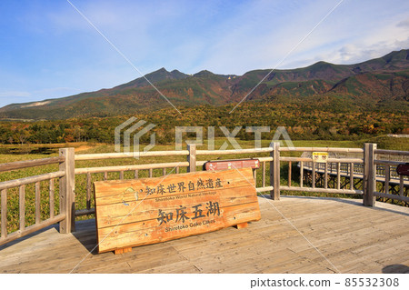 Shiretoko五湖高的樹道路在秋天 85532308