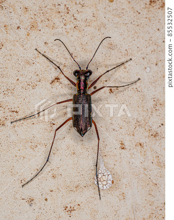 Adult Metallic Tiger Beetle 85532507
