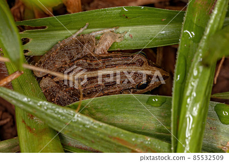 Miranda White-lipped Frog 85532509