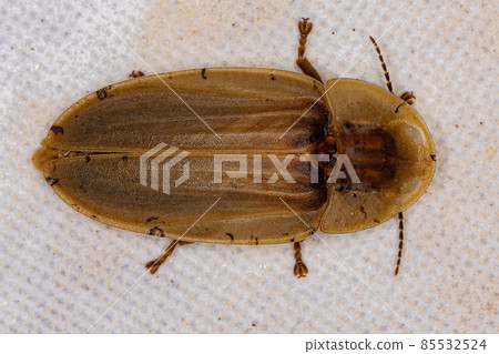 Adult Firefly Beetle Adult Firefly Beetle 85532524