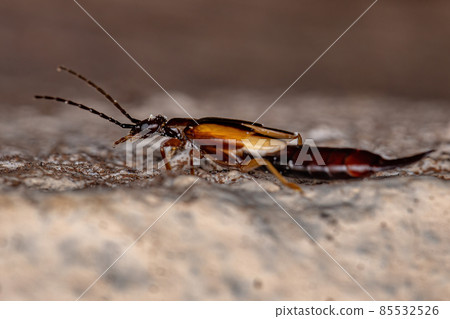 Adult Common Earwig 85532526