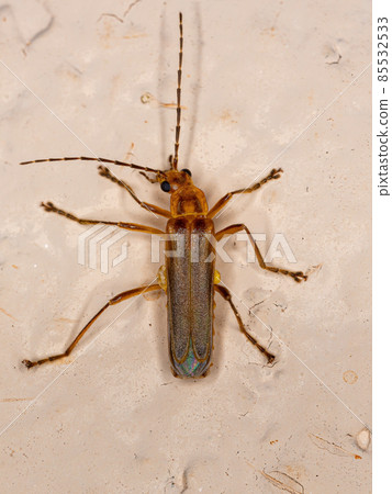 Adult Elateriform Beetle Adult Elateriform Beetle 85532533