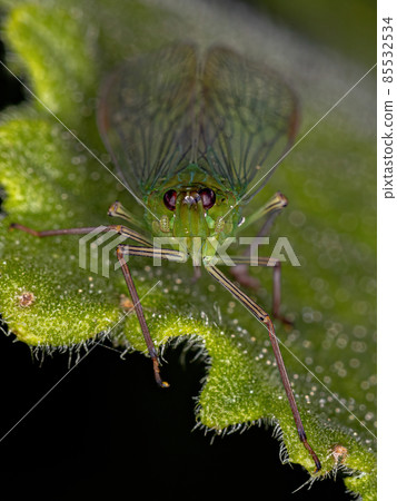 Adult Green Dictyopharid Planthopper Insect Adult Green Dictyopharid Planthopper Insect 85532534