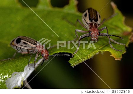 Adult Burning Blister Beetle 85532546