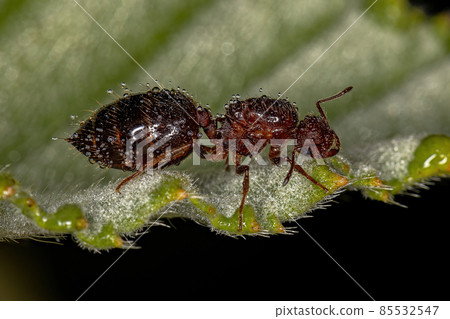 Adult Female Winged Cocktail Queen Ant 85532547
