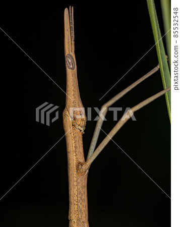 Adult Neotropical Stick Grasshopper Adult Neotropical Stick Grasshopper 85532548