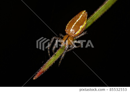 Adult Typical Orbweaver Spider 85532553