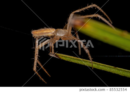 Small Orbweaver Spider Small Orbweaver Spider 85532554