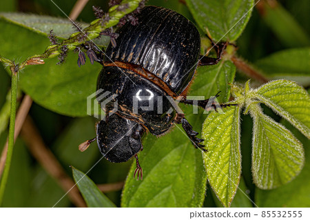 Adult Small Dung Beetle Adult Small Dung Beetle 85532555