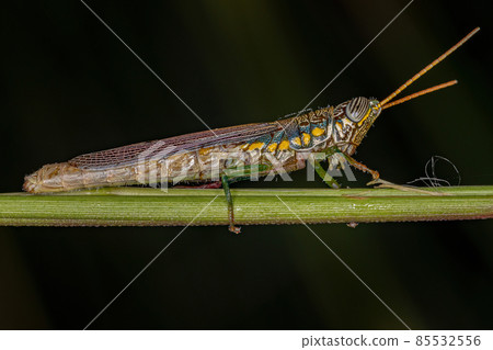 Adult Spurthroat Toothpick Grasshopper Adult Spurthroat Toothpick Grasshopper 85532556