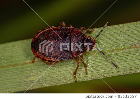 Adult Stink bug Adult Stink bug 85532557