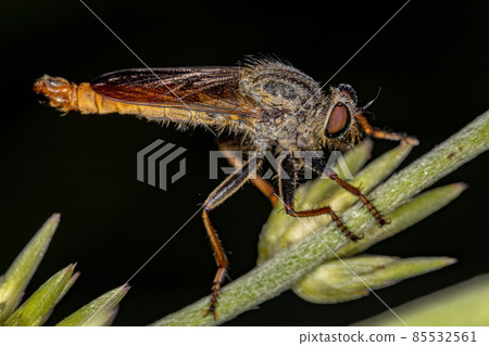Adult Robber Fly 85532561