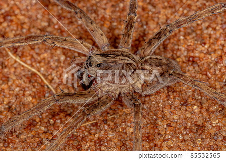 Adult Male Wolf Spider 85532565