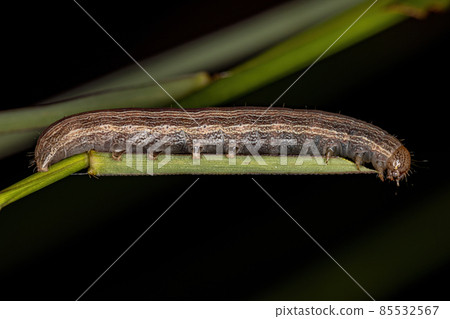 small moth caterpillar 85532567