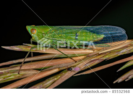 Adult Green Dictyopharid Planthopper Insect 85532568